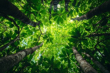 Fototapeta premium Forest Canopy View with Sunlight Filtering Through Green Leaves and Tall Tree Trunks