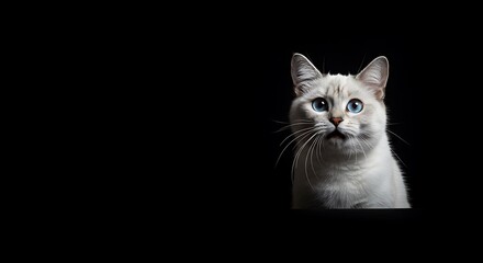 Obraz premium Night Watchers Gaze A Curious Glance Whispers Of The Dark Odd Eyed Beauty Shadow Play Feline Enigma Hidden In Darkness The Night Cat Two Worlds Silent Observer Crepuscular Majesty AI Generated