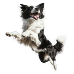 Fototapeta premium Active Border Collie Running Transparent Background