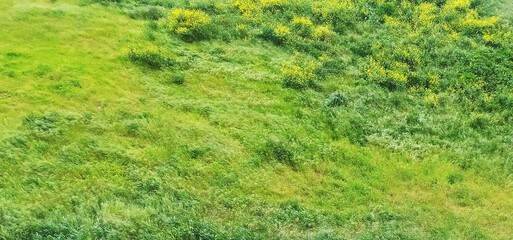 Aerial view of vibrant green meadow interspersed with yellow wildflowers. A lush, textured landscape ideal for nature, spring, or environmental themes.