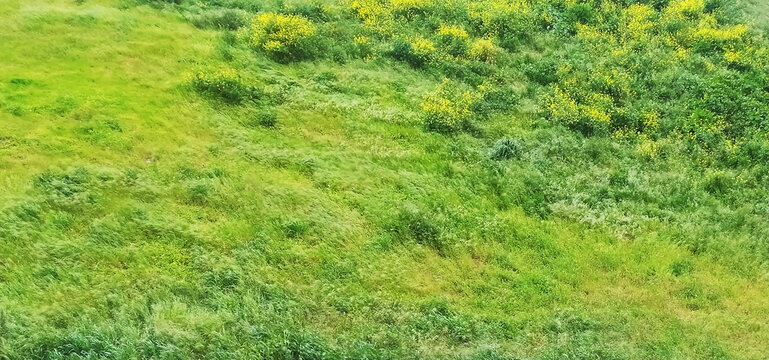 Aerial view of vibrant green meadow interspersed with yellow wildflowers.  A lush, textured landscape ideal for nature, spring, or environmental themes.