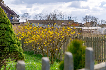Spring garden with a blooming forsythia bush against the backdrop of a concrete fence and house. Green lawn and conifers.