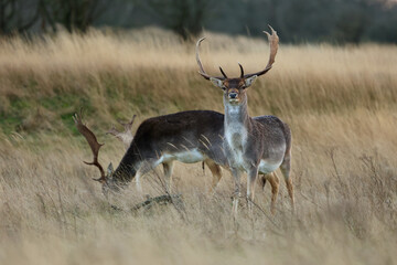 A fallow deer (Dama dama) standing in a golden field of tall grass during winter. The Amsterdamse Waterleidingduinen in Duizendmeterweg, Bentveld, The Netherlands. 