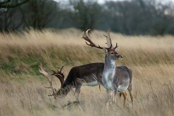 A fallow deer (Dama dama) standing in a golden field of tall grass during winter. The Amsterdamse...