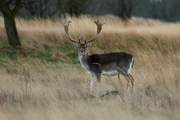 A fallow deer (Dama dama) standing in a golden field of tall grass during winter. The Amsterdamse Waterleidingduinen in Duizendmeterweg, Bentveld, The Netherlands. 