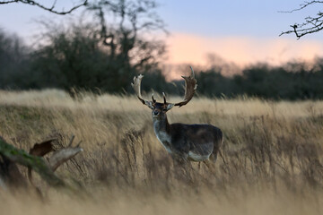 A fallow deer (Dama dama) standing in a golden field of tall grass during winter. The Amsterdamse Waterleidingduinen in Duizendmeterweg, Bentveld, The Netherlands. 