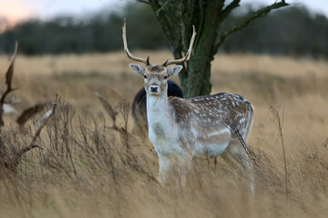 A fallow deer (Dama dama) standing in a golden field of tall grass during winter. The Amsterdamse Waterleidingduinen in Duizendmeterweg, Bentveld, The Netherlands. 