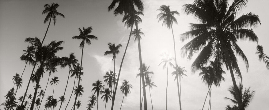 Palm trees along the beach in Morro De Sao Paulo, Tinhare, Cairu, Bahia, Brazil