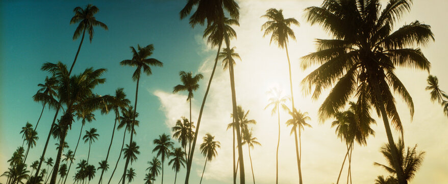 Palm trees along the beach in Morro De Sao Paulo, Tinhare, Cairu, Bahia, Brazil