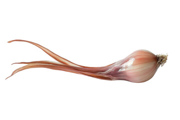 Delicate shallot with intricate root system studio shot neutral background soft lighting vibrant isolated on transparent background