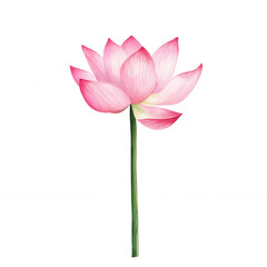 Fototapeta premium A beautiful pink lotus flower with delicate petals and a slender green stem, isolated on a white background, perfect for decorative and nature-themed designs.