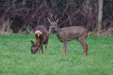 deer on a field in front of a forrest