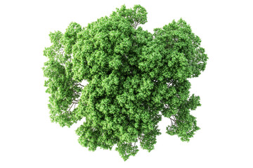 Lush green treetop view vibrant summer foliage aerial perspective isolated on white background isolated on transparent background