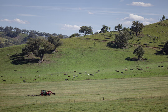 Lush green hills with cows grazing and red tractor in open field under clear sky