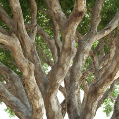 Obraz premium Lush tree branches, summer sunlight, park background, nature backdrop