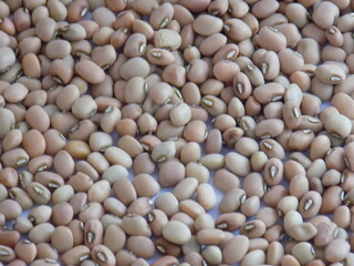 Pile and heap of a dried Red color Organic Cow Pea or Alsande Kalu in a white background.