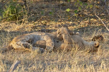 leonessa e il suo cucciolo nella savana africana
