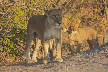 leonessa e il suo cucciolo nella savana africana

