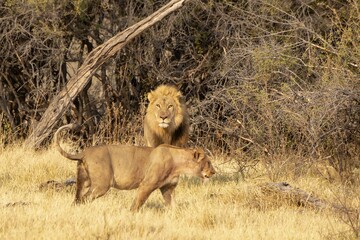 Wild lions in savanna Africa
