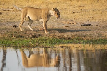 Wild lions in savanna Africa