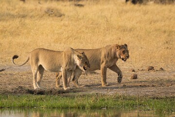 Wild lions in savanna Africa