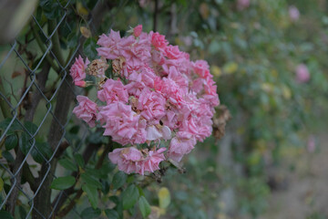Pink roses in a hedge