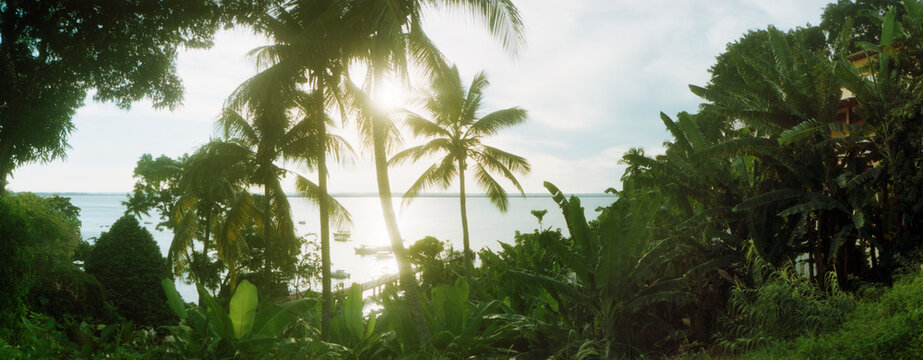 Palm trees in the forest at coast, Morro De Sao Paulo, Tinhare, Cairu, Bahia, Brazil.