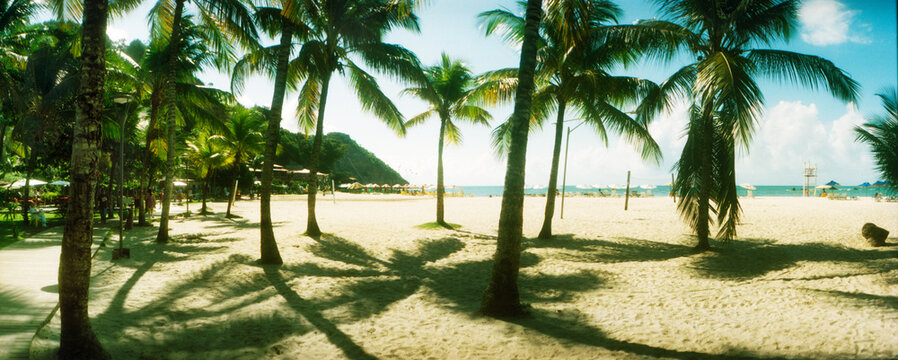 Palm trees on the beach in Morro De Sao Paulo, Tinhare, Cairu, Bahia, Brazil.