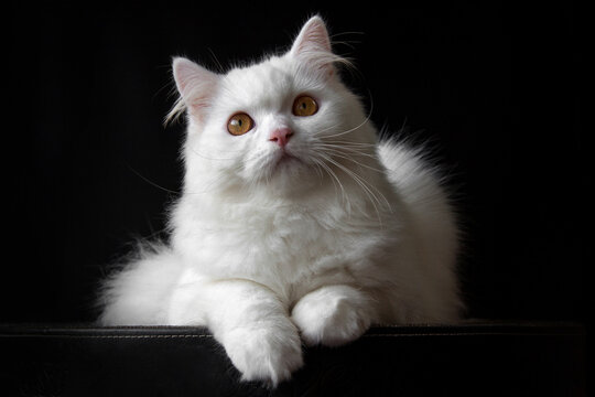 Close-up Portrait of a fluffy white Persian cat in front of a black background