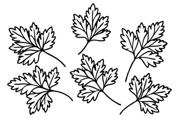 Parsley Leaf Line Art Hand Drawn Sketch for Printing  