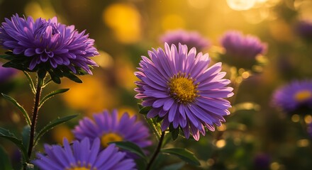 Purple Aster Flowers at Golden Hour, Natural Light Photography AI Generated