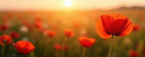 Single red poppy, sunrise glow, minimalist field , sun, macro, red poppy