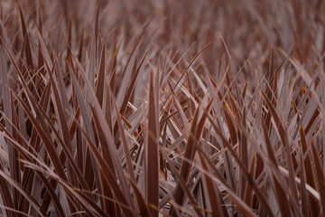 Abstract nature background of the texture and shape of red colored ornamental grass.
