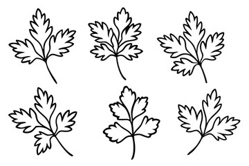 Fototapeta premium Parsley Leaf Line Art Illustration for Herb Garden Poster 