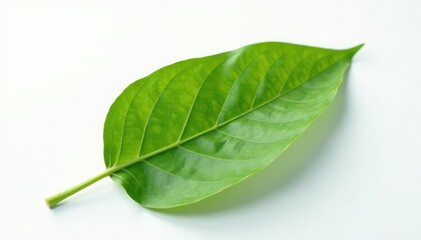 A single leaf isolated on a white background with subtle texture and veins visible, flower, background