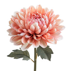 Chrysanthemum flower png regal chrysanthemum png autumn bloom png fall flower png garden mum png transparent background image