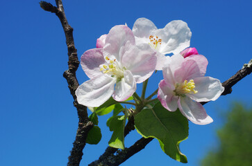 Blooming apple tree branch against blue sky.