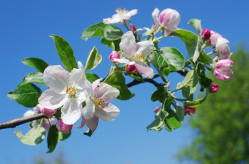 Blooming apple tree branch against blue sky.