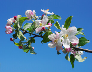 Blooming apple tree branch against blue sky.