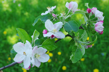 Blooming apple tree branch against the background of grass and greenery.