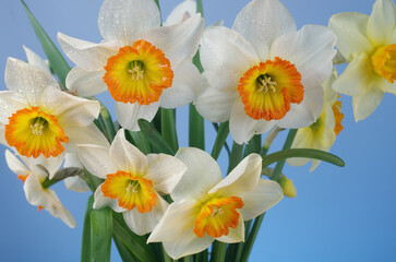 White and yellow daffodils on a blue background.