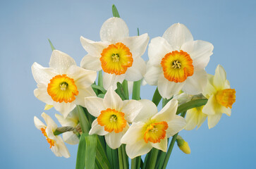 White and yellow daffodils on a blue background.
