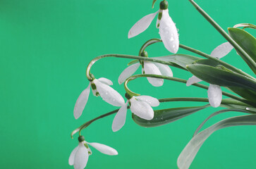 White snowdrops against the background of grass and greenery