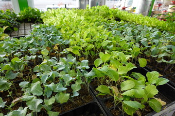 gardening store with brassica seedlings for sale. young cruciferous seedlings for planting.