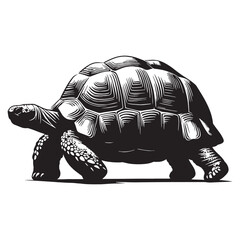 Solitary Sulcata Tortoise silhouette, wandering through the wild – Sulcata Tortoise illustration – Sulcata Tortoise vector – Reptile silhouette

