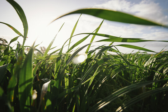 Cereal crop at flag leaf emergence in the Wheatbelt of Western Australia