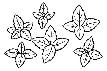 Oregano Leaf Line Art Detailed Sketch for Botanical Illustration Artwork  