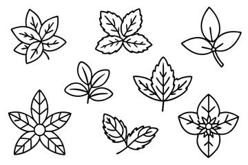Oregano Leaf Line Art Simple Design for Creative Illustration Artwork 