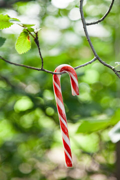 candy cane on tree with green bokeh background