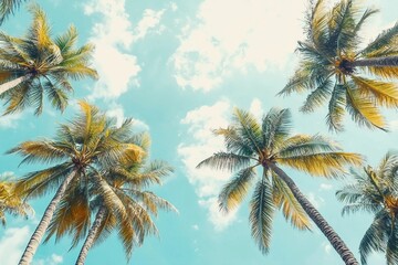 Tropical Palm bottom view as Nature pattern, Coconut Palm trees view from below with turquoise sky background, summer vibe banner, aesthetic nature atmospheric scenery, vivid colors, natural sunlight